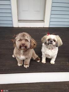 日狗的图片,探寻日本犬类文化的独特魅力